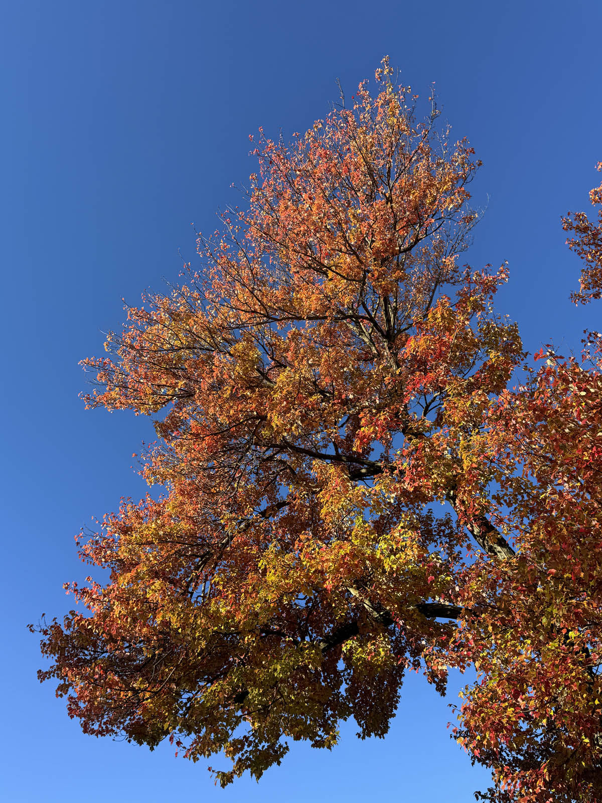 Brilliant orange-red fall leaves against brilliant blue sky in Lancaster, Ohio